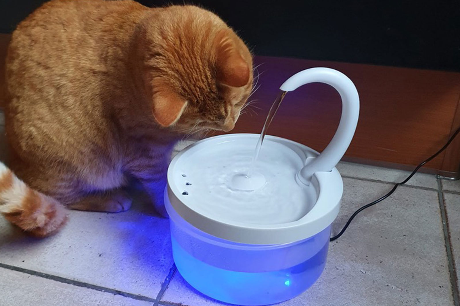 wat is de beste drinkfontein voor katten
